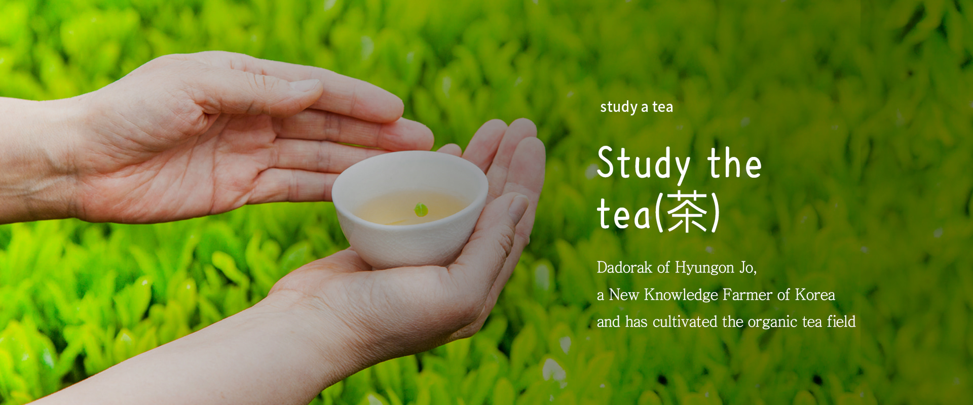 Study the tea